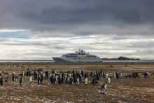 Expedition mit Pinguinen (© Silversea Cruises Ltd.)