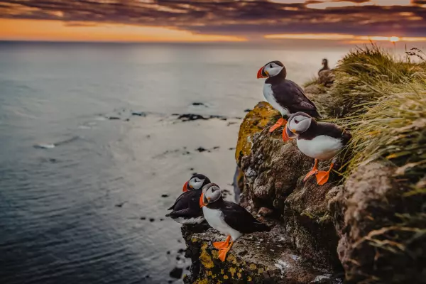 puffins-iceland-northern-europe-iceland-und-greenland-08
